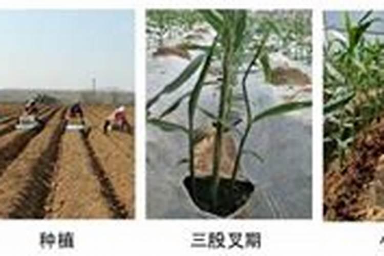 大姜小培土用什么肥