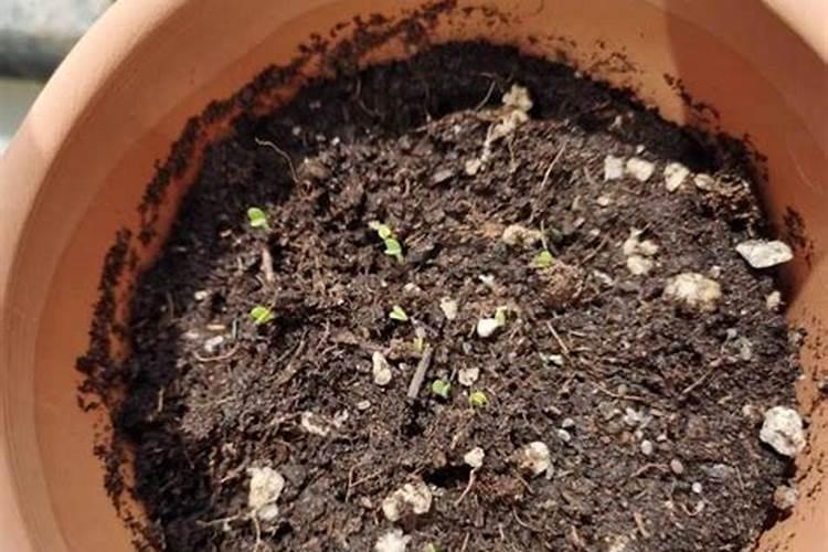 桃树打药关键三遍药