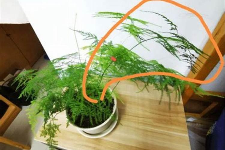 什么时候种莲藕最好 种莲藕的方法