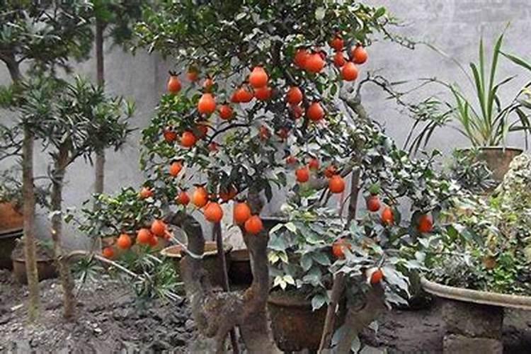 多肉植物多久浇一次水？