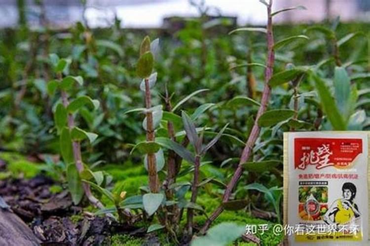 石斛施什么肥最好