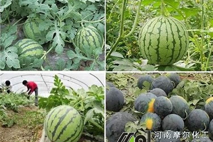 叶面肥可不可以随意混用？