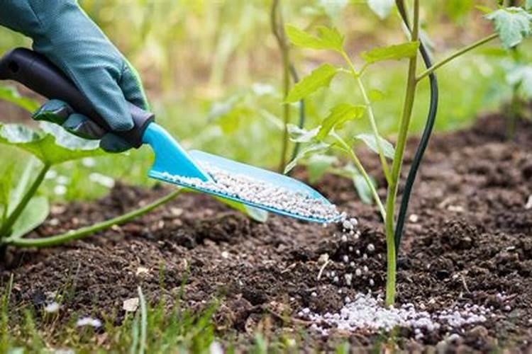 尿素追肥之后,是立刻浇水好,还是过几天浇好？