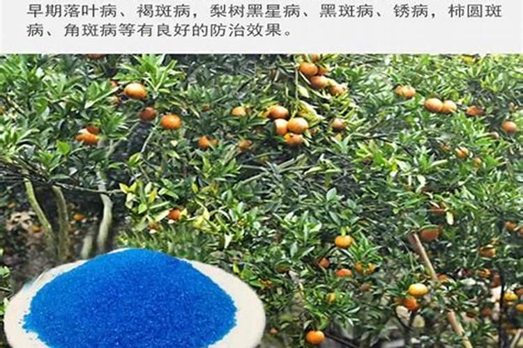 槟榔小苗发黄怎么回事