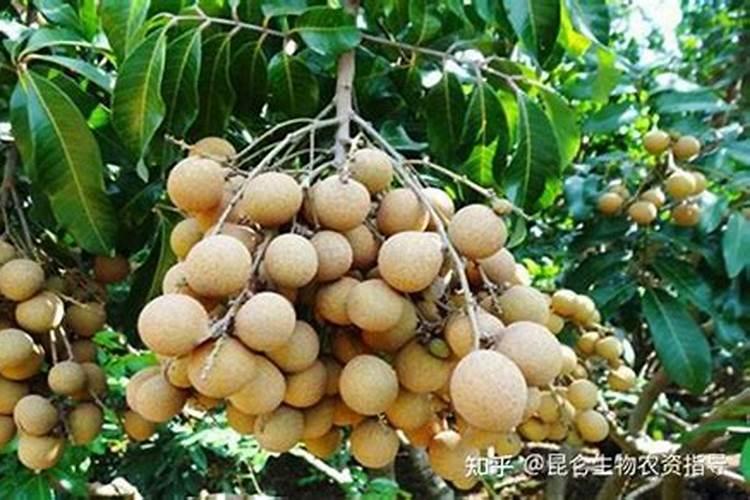 种香葱用什么肥料最好