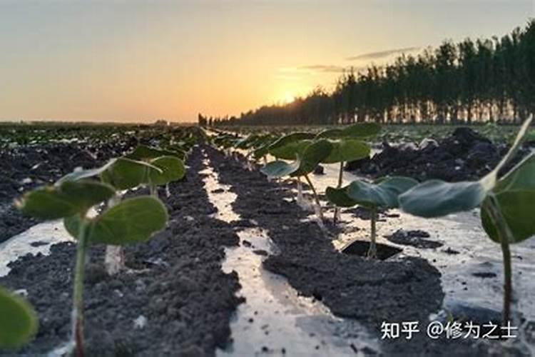 盆栽蒜苗怎样长得又粗又壮 盆栽蒜苗如何长得又粗又壮