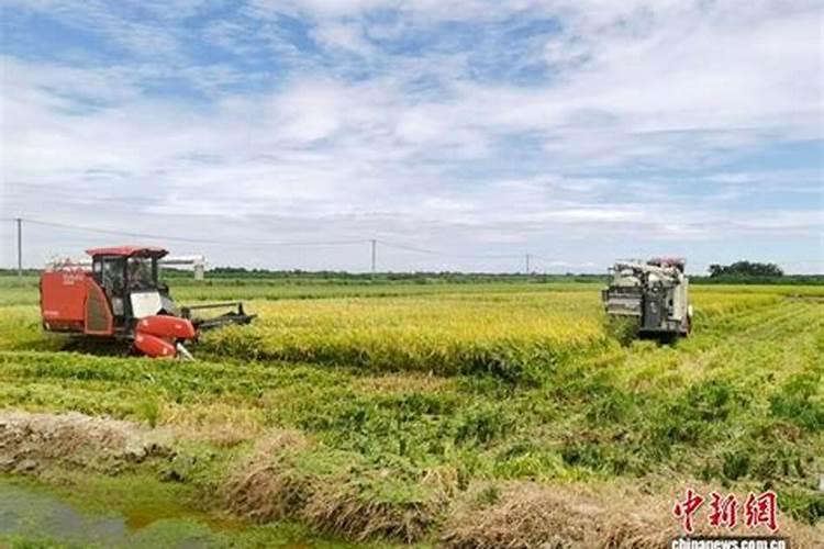 水稻叶面肥简介