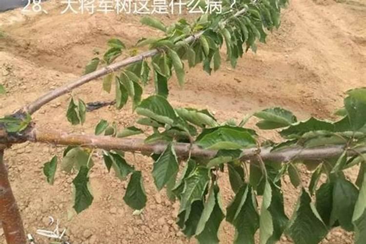 肥料十大名牌玉米专用肥