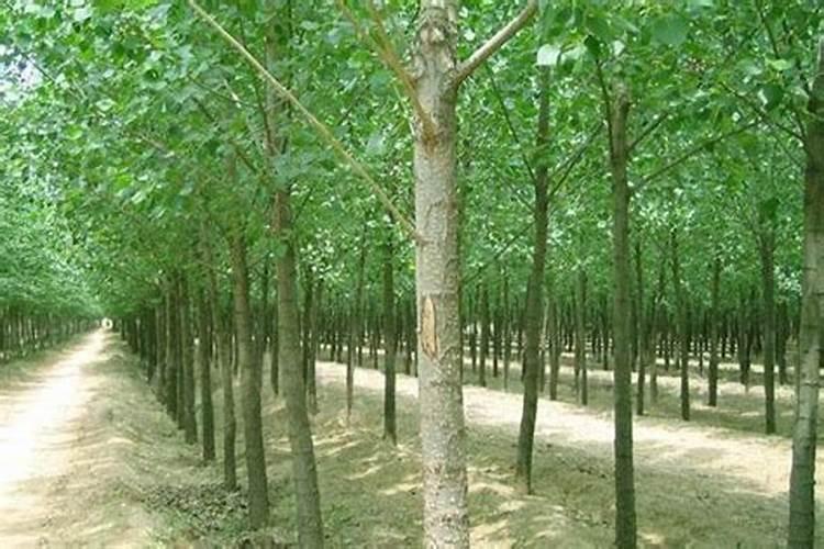 水稻施磷肥有什么作用