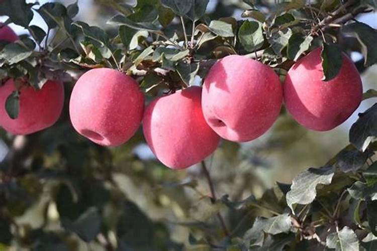 棉花硼肥什么时候打 如何正确使用