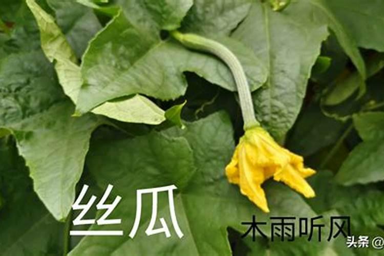 柿子树结柿子后用什么肥料膨果？