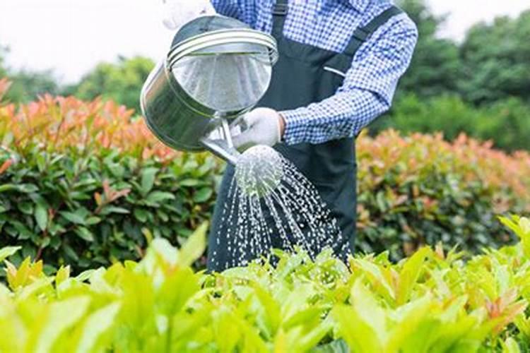 哪些植物需要钾肥