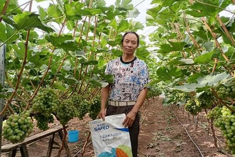 钾肥的作用是什么 钾肥有哪些种类