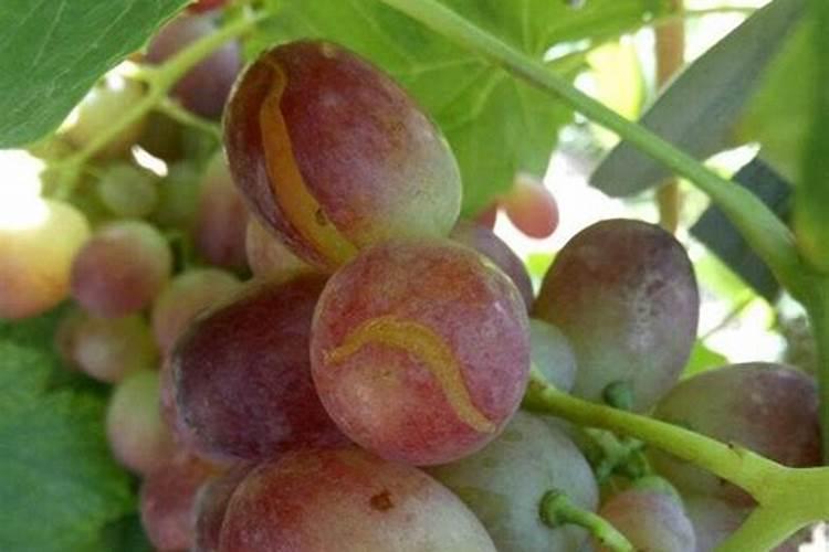 阳泉蔬菜批发市场菜价