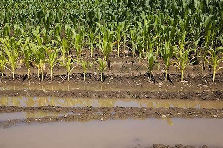 不含钾的水果排名