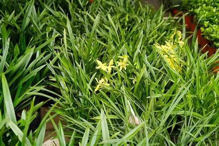 兰花发芽期的管理方法(浇水、施肥方法详解)