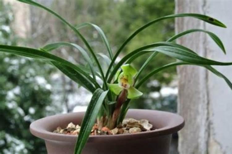 兰花肥料使用方法(兰花肥料使用方法图解)