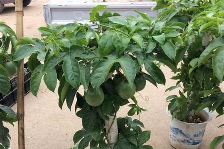 盆栽百香果如何施肥