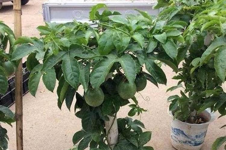 百香果能用磷酸二氢钾喷吗