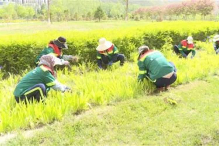 小区园林绿化应该施什么肥料？怎么施？