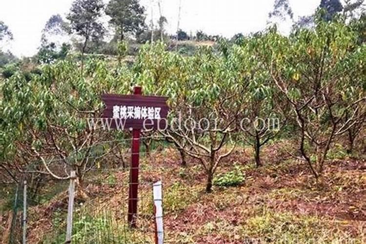 微量元素水溶肥哪家好？