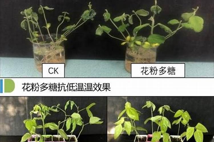 镁泥是什么？要多高含量才算好,价值如何