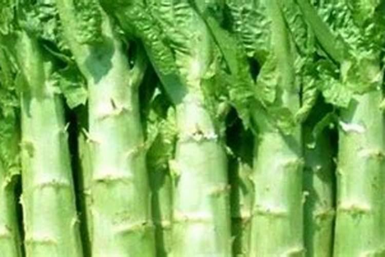 种植莴笋需要什么肥料.