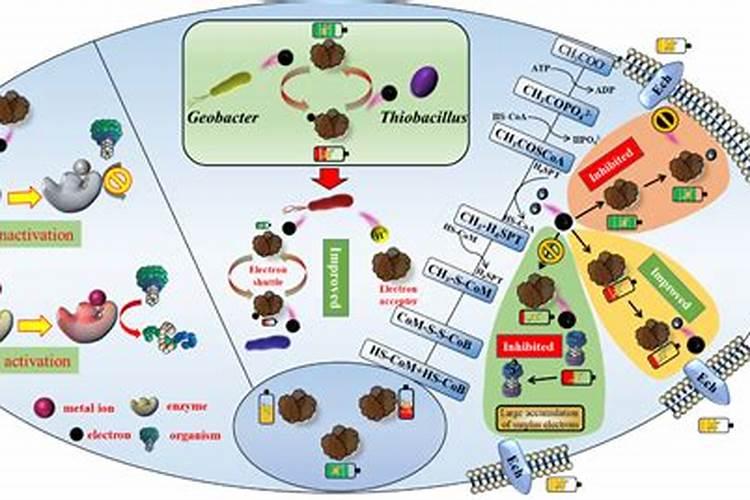 麦芽糖发酵时间