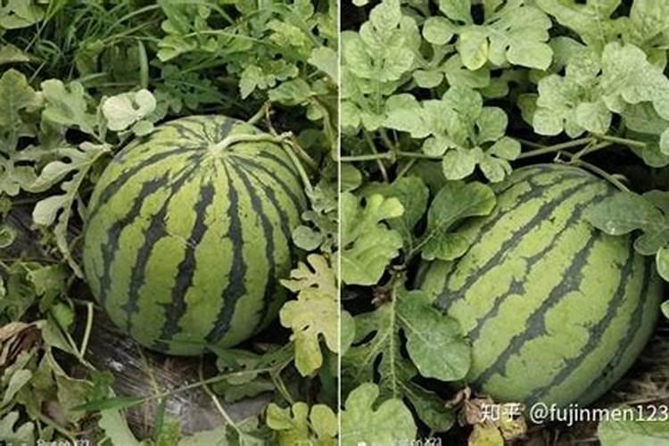 西瓜种植具体步骤