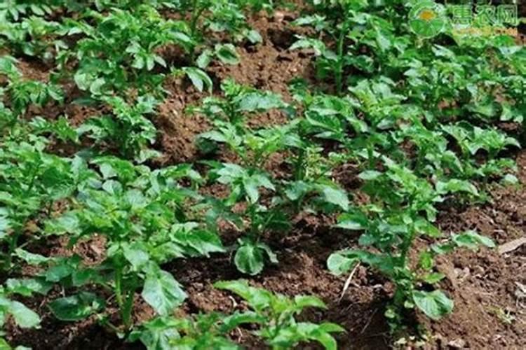 广西绿丰复合肥厂会搬迁到哪里