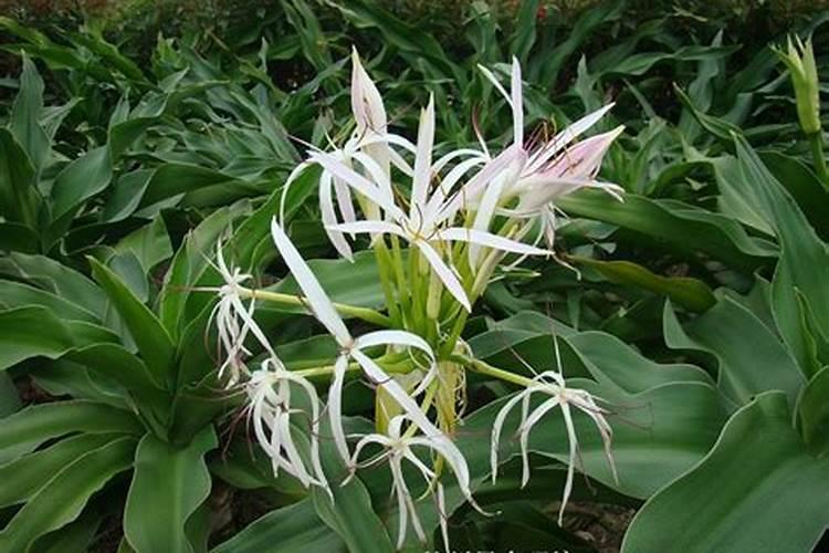 中石化北海液化天然气有限责任公司怎么样？