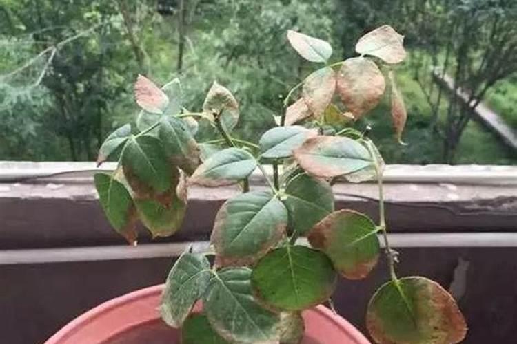 钾离子过量对植物的作用