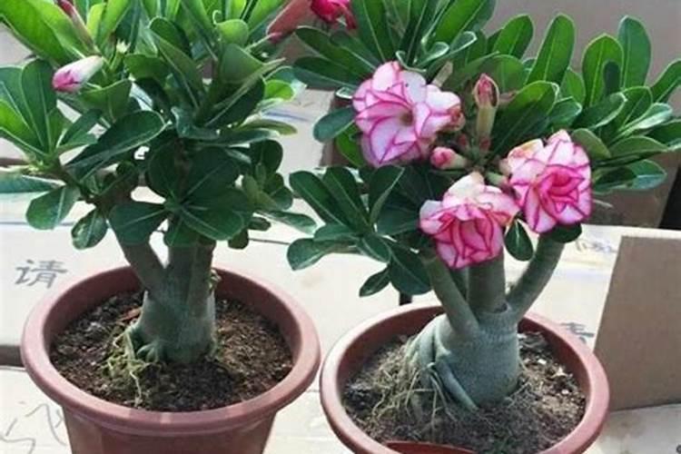 立秋后适合种什么甜瓜品种