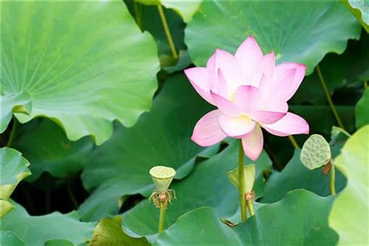 多效唑药害怎么解