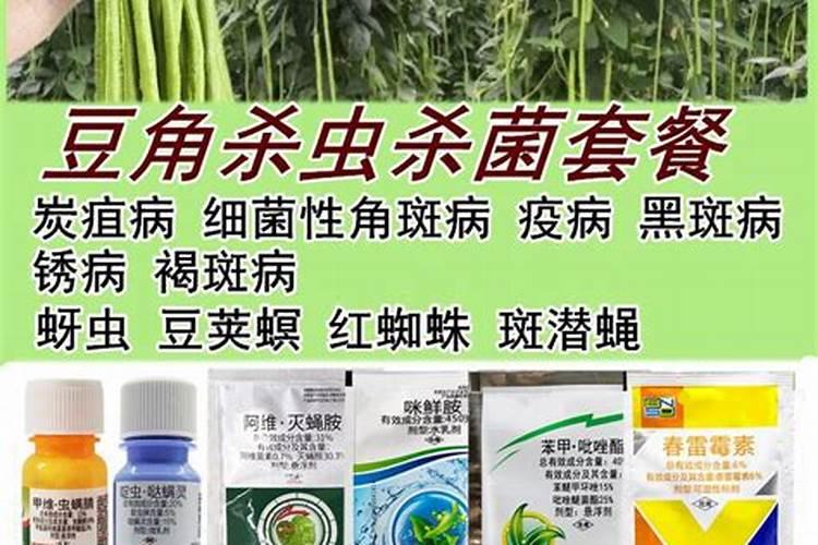 种植四季豆提高产量的施肥技巧有哪些