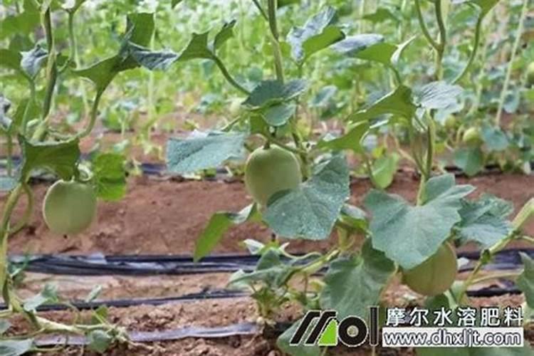 磷酸二氢钾滴灌害处