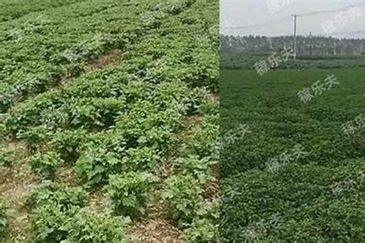 我想知道关于速生杨怎样施肥？