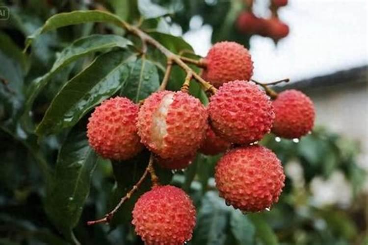 荔枝保花保果用什么冲施肥好？荔枝膨果期需要用哪种肥料？