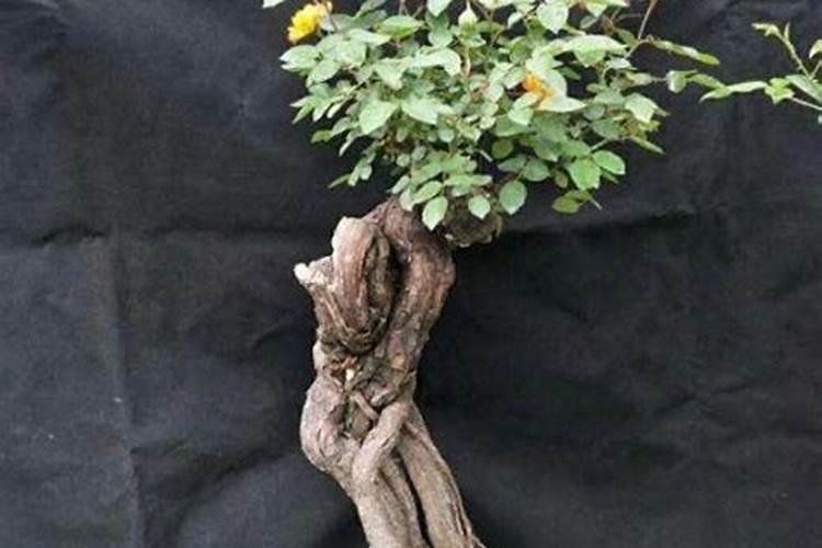 生根剂使用方法