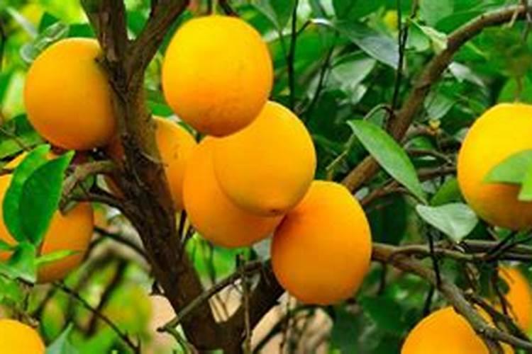 脐橙增甜有哪些方法