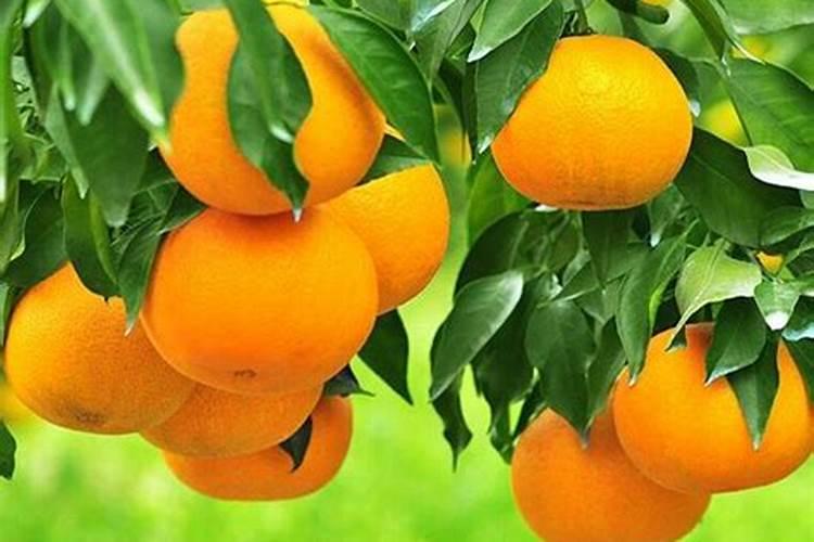 为什么夏橙是青的