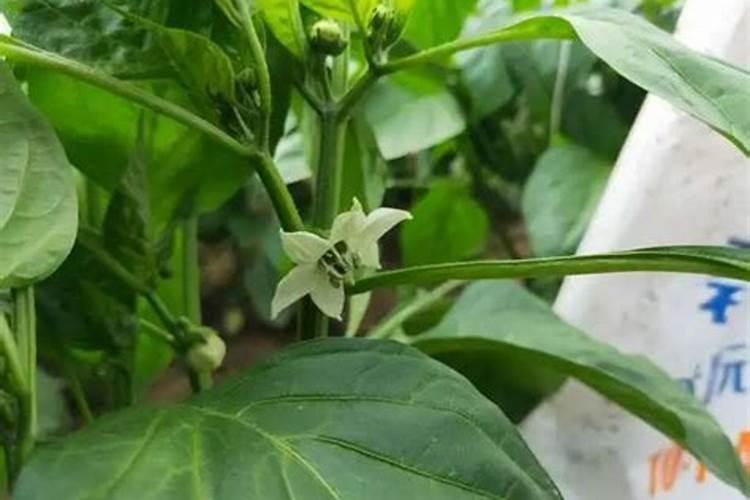 甜椒种植叶面肥很关键,甜椒种植叶面肥该怎么施肥？