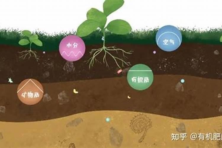 天堂鸟怎么养才能更旺盛 天堂鸟如何养护