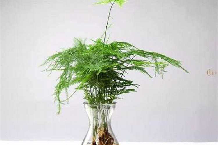 钾肥氮肥磷肥对植物的作用