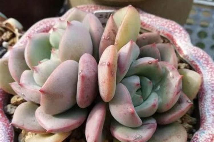 果树专用肥有那些品牌？