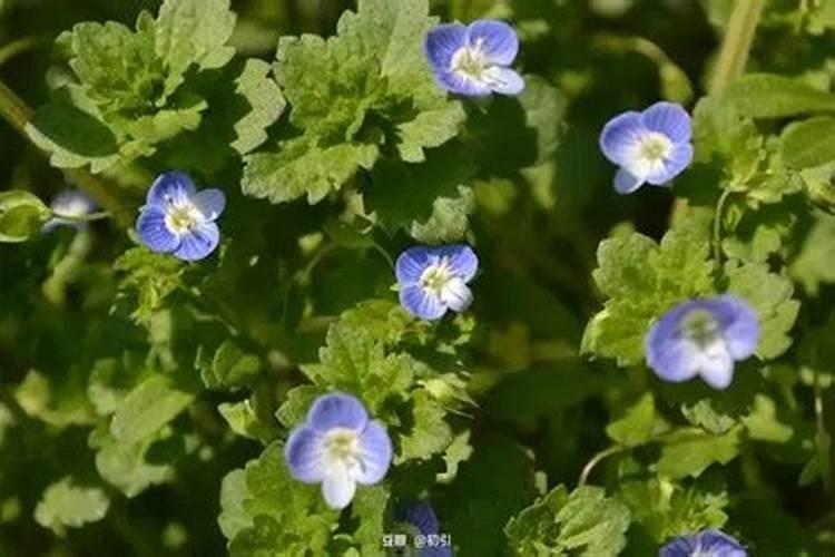 种芝麻用什么肥料