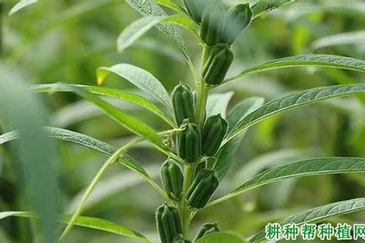 芝麻的需肥持点是什么？该怎样合理的施肥？