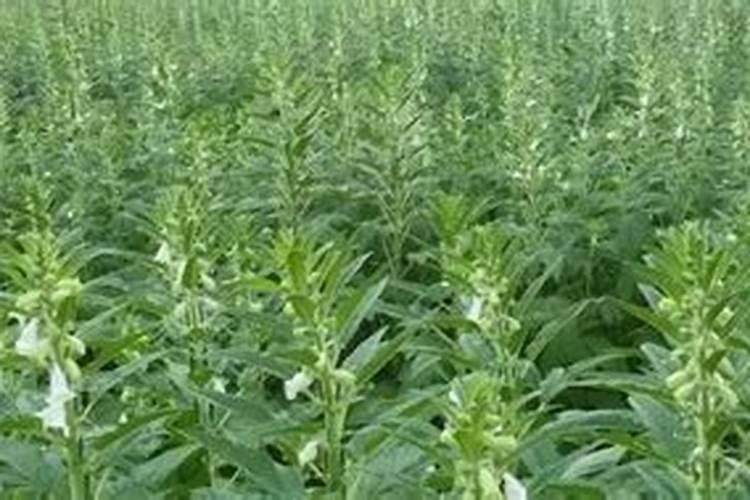 夏芝麻施肥很关键,夏芝麻怎么样施肥？