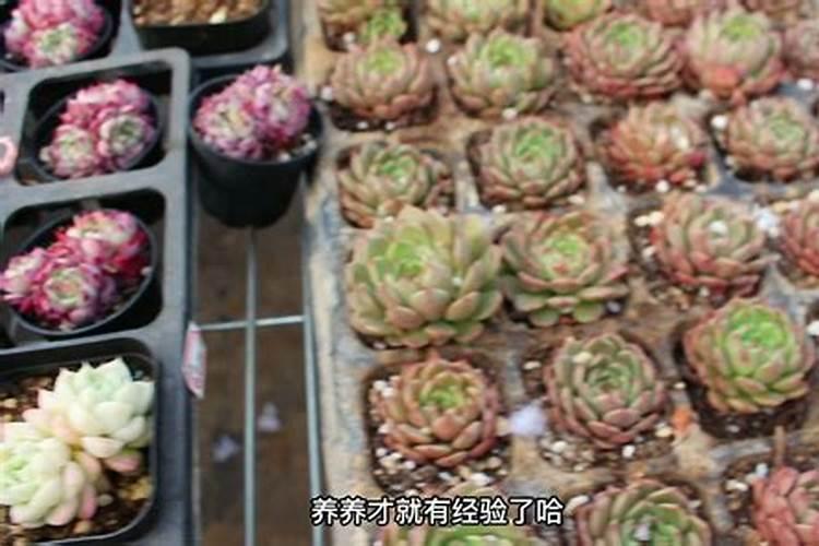 兰花能不能用生根粉