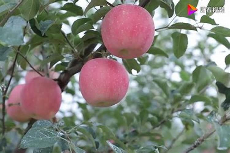 苹果树用什么肥料好